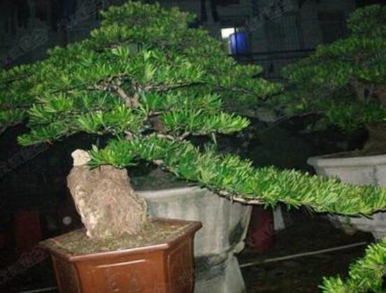 羅漢鬆施肥技巧,隻需要五個步驟養的鬱鬱蔥蔥