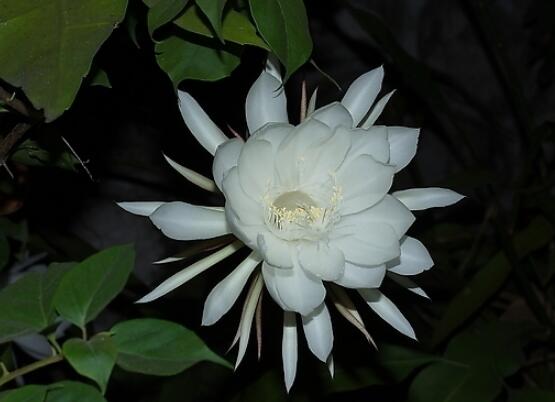 家裏養曇花吉利嗎,好運來臨、驚喜不斷(吉祥如意)