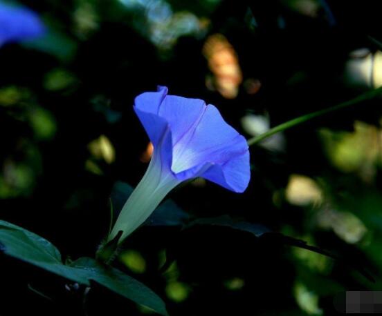 牽牛花什麼季節開花，每年的夏秋開花(6-10月)