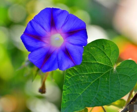 牽牛花什麼季節開花，每年的夏秋開花(6-10月)