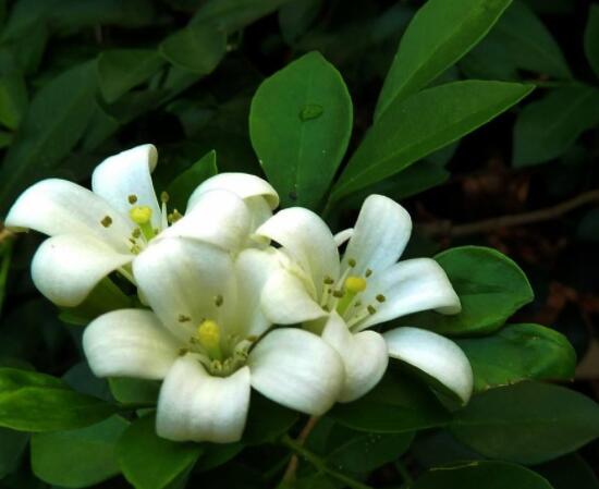 九裏香花香的味道對人體有害嗎,有害/導致頭暈、胸悶