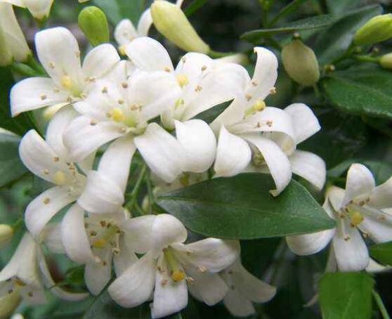 九裏香花香的味道對人體有害嗎,有害/導致頭暈、胸悶