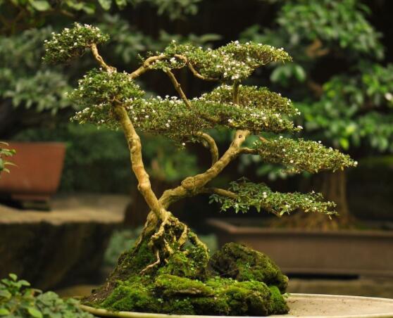 怎樣養好六月雪，盆土是關鍵/做好澆水施肥