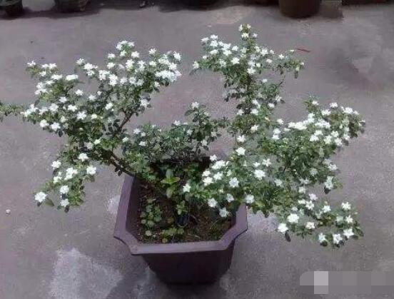 怎樣養好六月雪，盆土是關鍵/做好澆水施肥