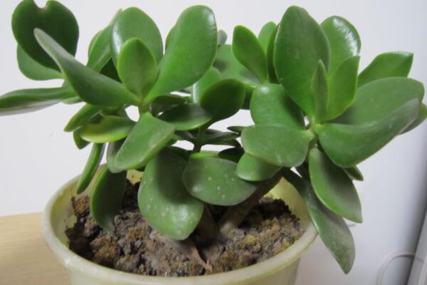 燕子掌葉片幹癟怎麼辦,4種原因以及補救方法