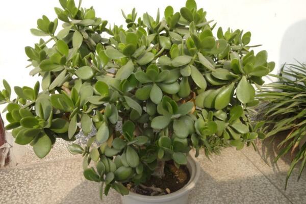 燕子掌葉片幹癟怎麼辦,4種原因以及補救方法