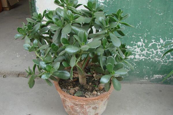 燕子掌葉片幹癟怎麼辦,4種原因以及補救方法