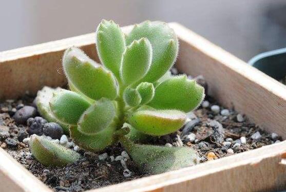 熊童子扡插技巧,五個簡單小步驟一學就會
