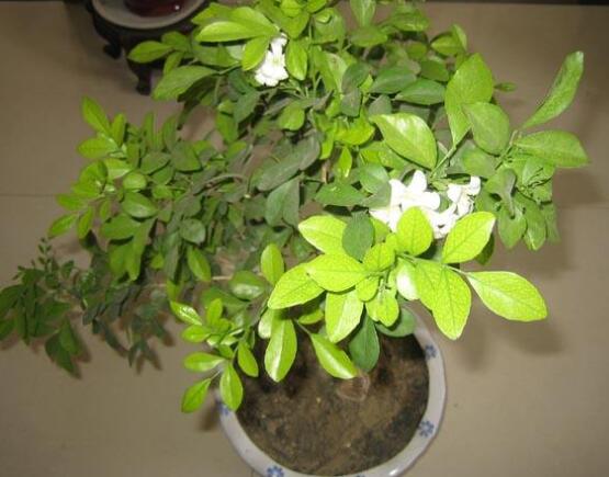 九裏香多大開花,幼苗開花需3-4年/成株年年開花