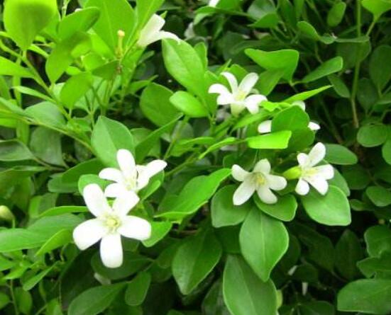 九裏香多大開花,幼苗開花需3-4年/成株年年開花