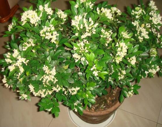 九裏香多大開花,幼苗開花需3-4年/成株年年開花