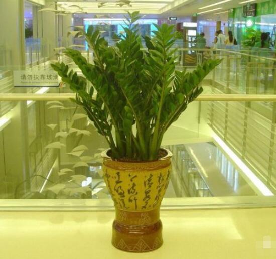 金錢樹用什麼土最好養,園土、沙河土、泥炭土最為合適
