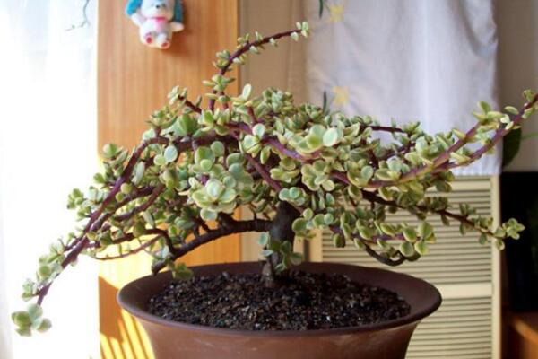 雅樂之舞不紅了怎麼辦,以下5步即可解決這個問題