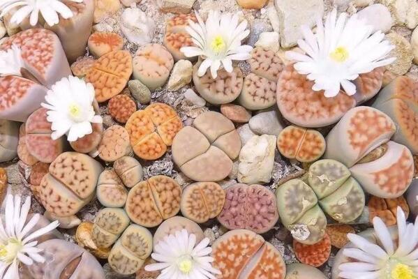 生石花好養嗎,分享生石花的養殖經驗