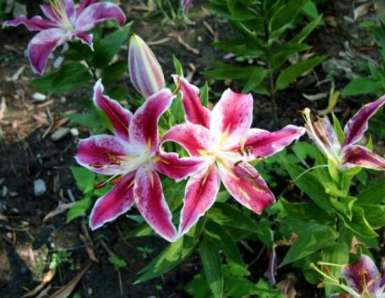 香水百合花語,一種純潔、一種與世無爭