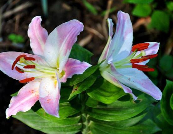 香水百合花語,一種純潔、一種與世無爭