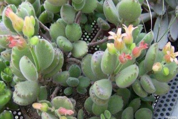 熊童子開花的寓意,生機勃勃與活力四射