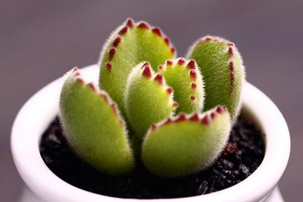 熊童子開花的寓意,生機勃勃與活力四射