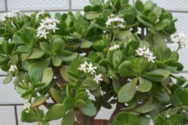 燕子掌幾年開花，需要養殖3年以上才能開花