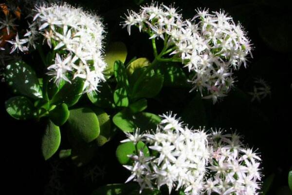 燕子掌幾年開花，需要養殖3年以上才能開花