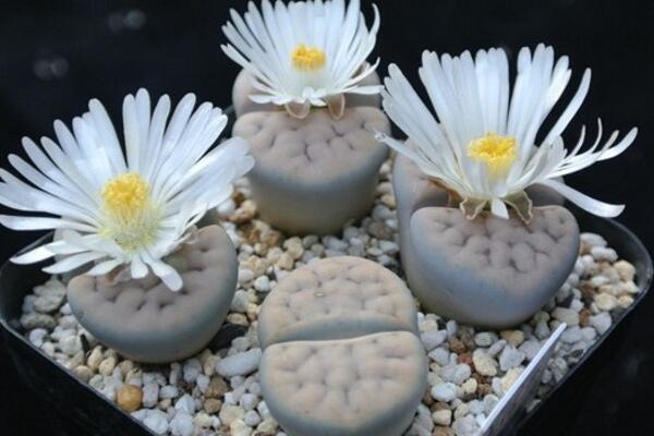 生石花什麼時候開花,夏秋兩季開花(花期比較短暫)
