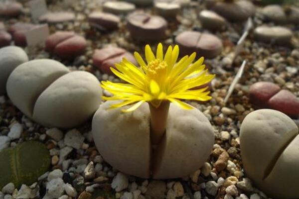 生石花什麼時候開花,夏秋兩季開花(花期比較短暫)