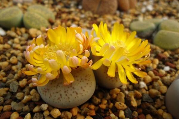 生石花什麼時候開花,夏秋兩季開花(花期比較短暫)