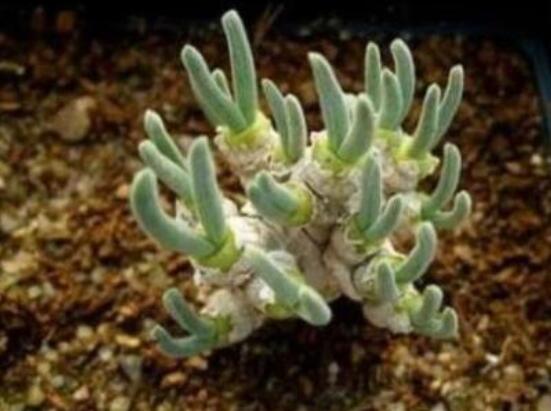 碧光環發芽後要澆水嗎，需要/隻需要保持濕潤環境即可