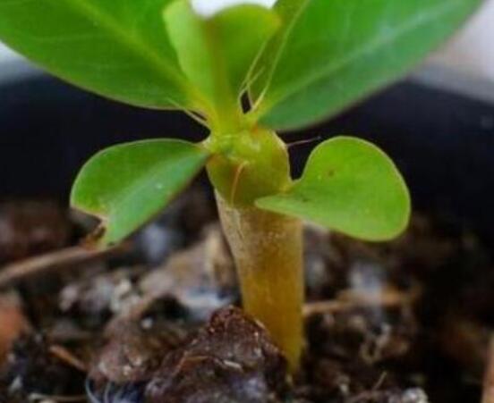 虎刺梅怎麼扡插,擇10厘米健壯枝條/做好消毒處理