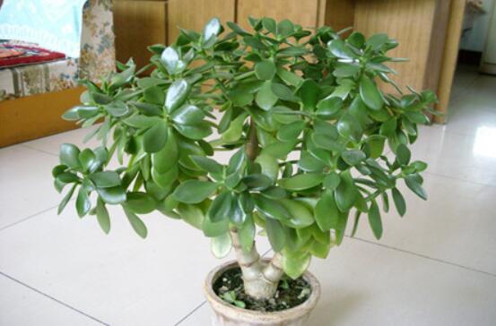 燕子掌葉片發軟怎麼辦,多半是澆水和盆土不當導致