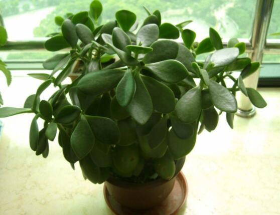 燕子掌葉片發軟怎麼辦,多半是澆水和盆土不當導致