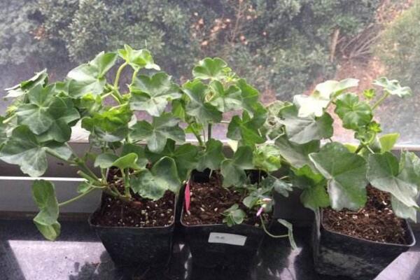天竺葵怎樣扡插圖解,5步即可完成天竺葵的扡插