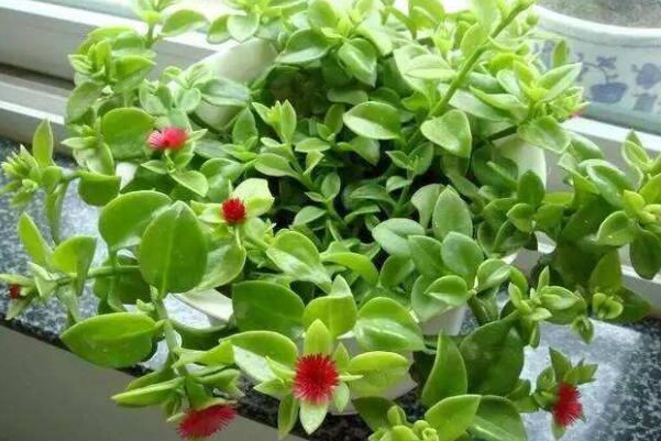 牡丹吊蘭什麼時候開花，春夏兩季綻放（花期在3個月左右）