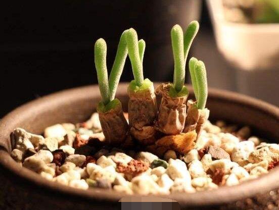 碧光環怎麼播種，做好五個步驟三天快速發芽