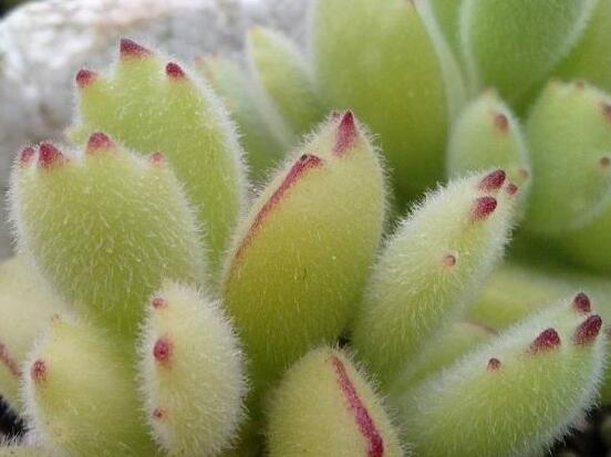 熊童子怎麼度夏,做好遮陰通風、保持微濕潤環境