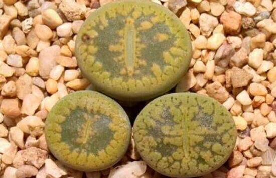 生石花怎麼養護,做好五點生長美觀茂盛