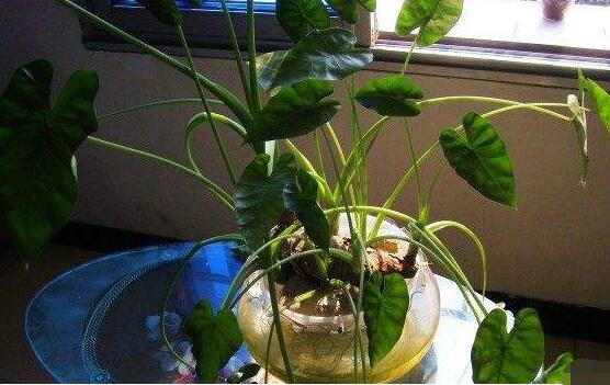 滴水觀音能水培嗎,則生長健康植株/水沒入根係三分之二