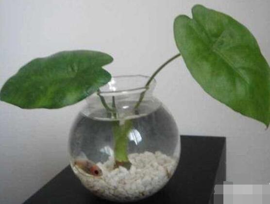 滴水觀音能水培嗎,則生長健康植株/水沒入根係三分之二