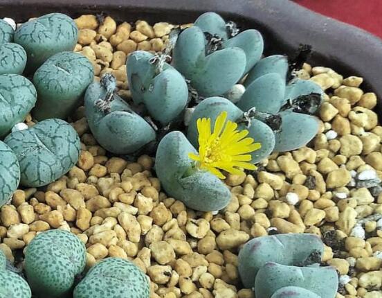 生石花家庭養護,老農總結最實用五大要點