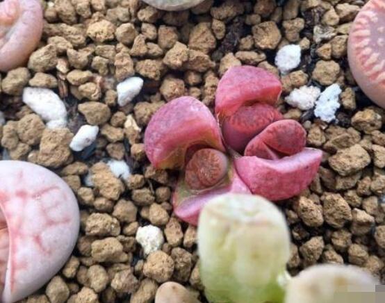生石花家庭養護,老農總結最實用五大要點