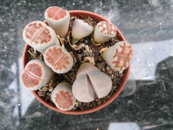 生石花家庭養護,老農總結最實用五大要點