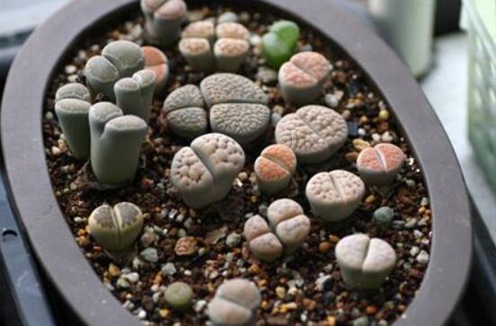 生石花家庭養護，老農總結最實用五大要點