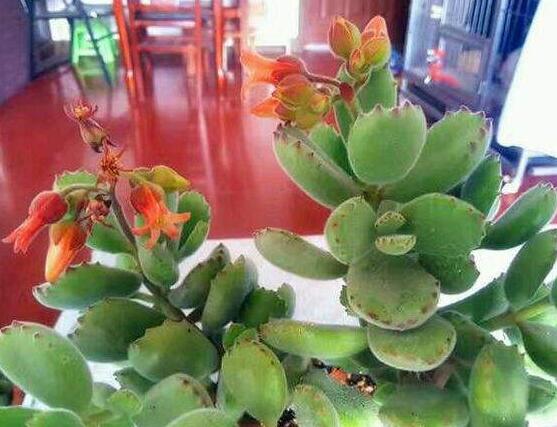 熊童子什麼時候開花,基本上都是在夏末秋初開花