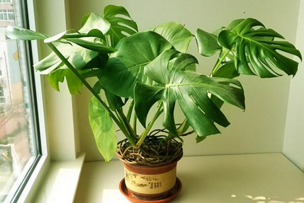 龜背竹幼葉發黃怎麼辦，5種原因以及處理方法介紹
