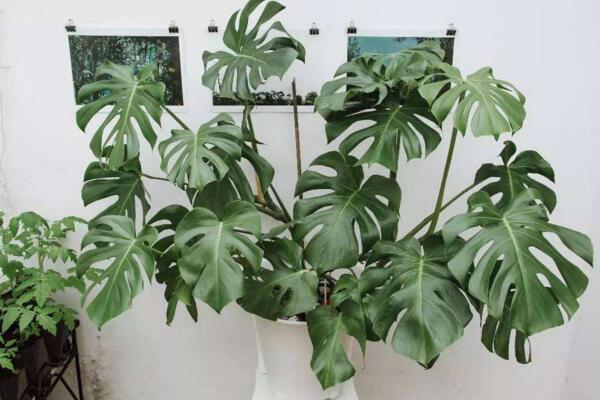 龜背竹幼葉發黃怎麼辦，5種原因以及處理方法介紹