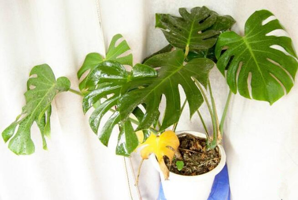 龜背竹幼葉發黃怎麼辦，5種原因以及處理方法介紹