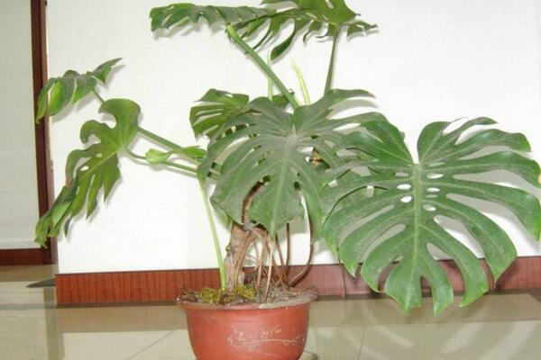 龜背竹幼葉發黃怎麼辦，5種原因以及處理方法介紹