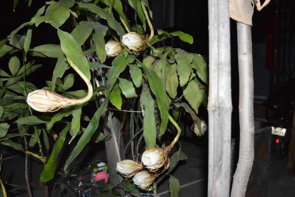 曇花花後如何處理,及時進行修剪並補充養分