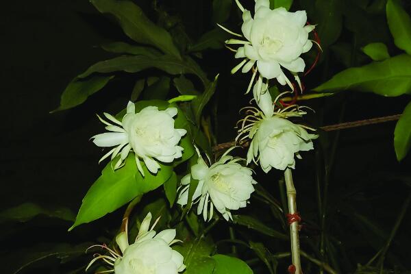 曇花花後如何處理,及時進行修剪並補充養分