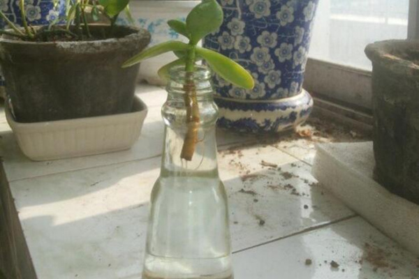 燕子掌能水培嗎，可以水培並且養護起來非常簡單